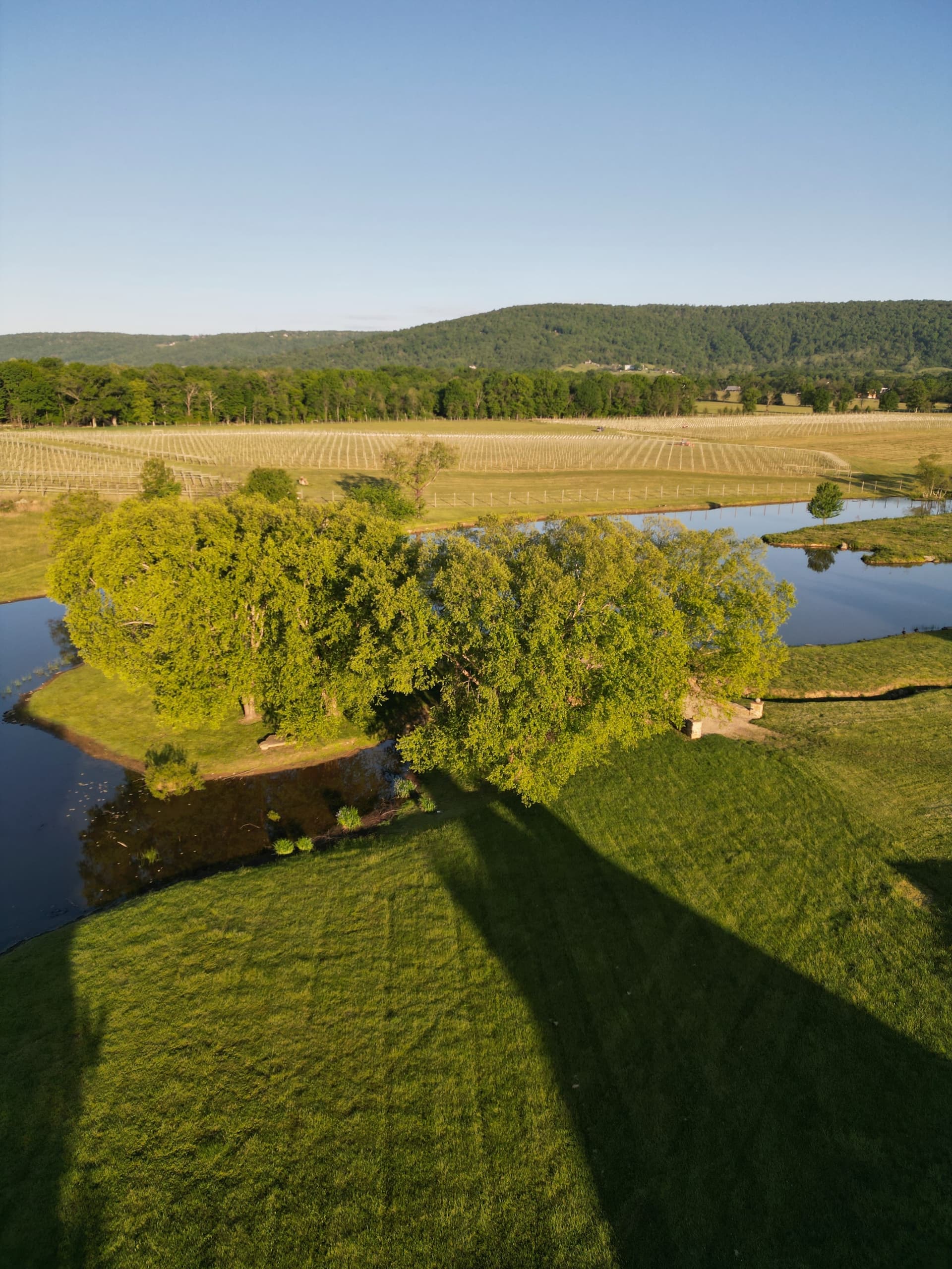 Loudoun County vineyard block — Tranquility Farm & Winery